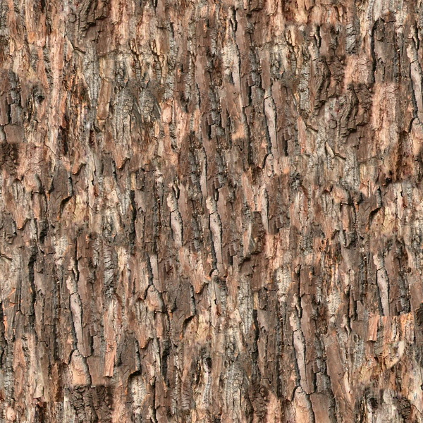 Arch41_028_bark.jpg