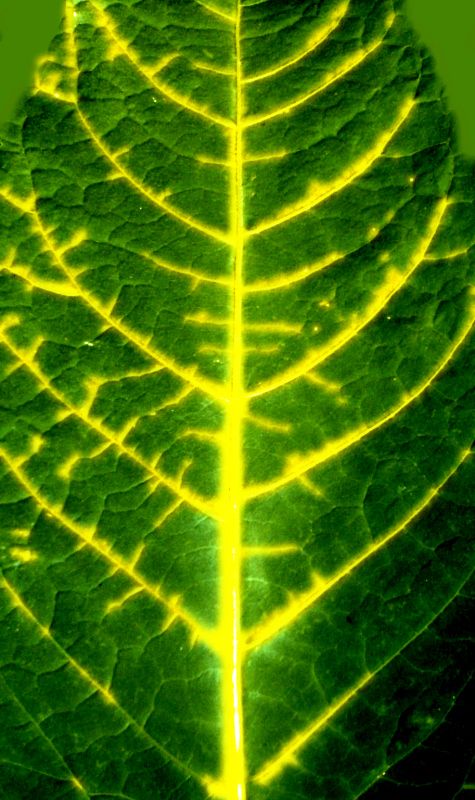 Arch41_028_leaf.jpg