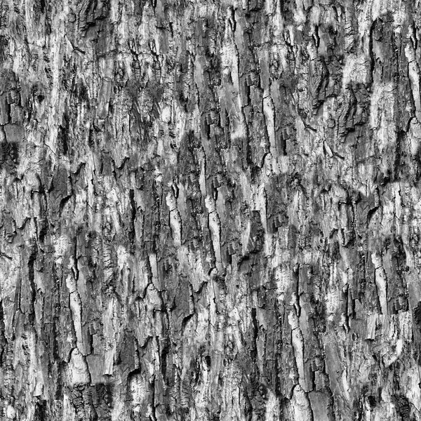 Arch41_028_bark_bump.jpg