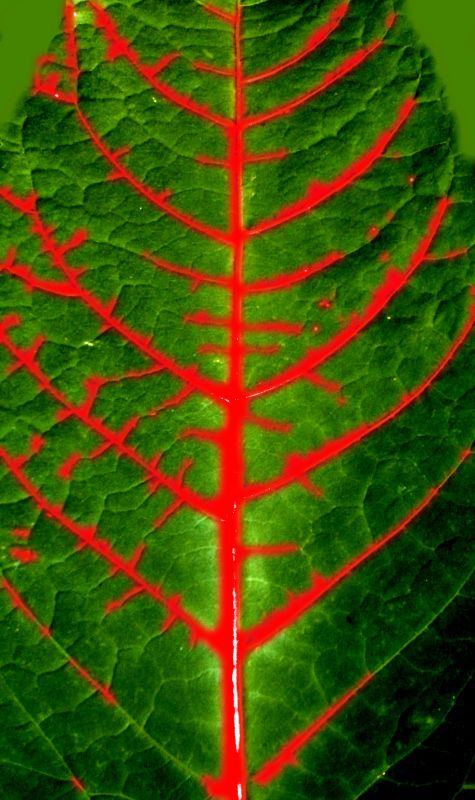 Arch41_028_leaf_2.jpg