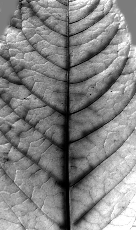 Arch41_028_leaf_bump.jpg