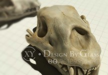 ɾCover_agent_test