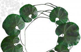 ������̩ʽ���չҼ�