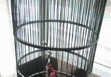 ���İ�cici������Ƭ������ǹ������